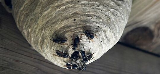 Insectenbestrijding