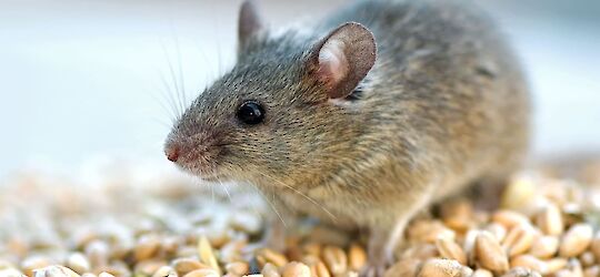 Muizenbestrijding