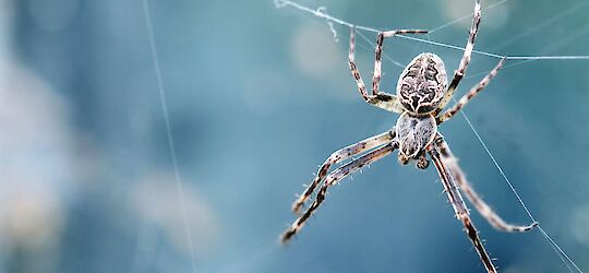 Spinnenbestrijding