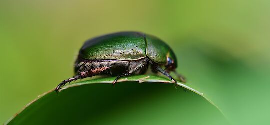 Hout- en materiaal aantastende insecten